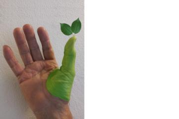 GREEN THUMB - POLLICE VERDE come nasce un giardino